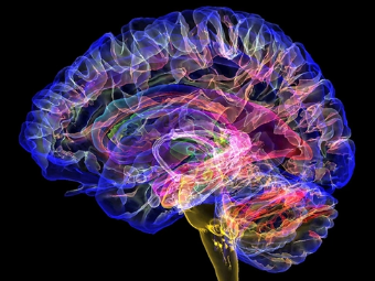 三级黄片骚B大脑植入物有助于严重头部损伤恢复